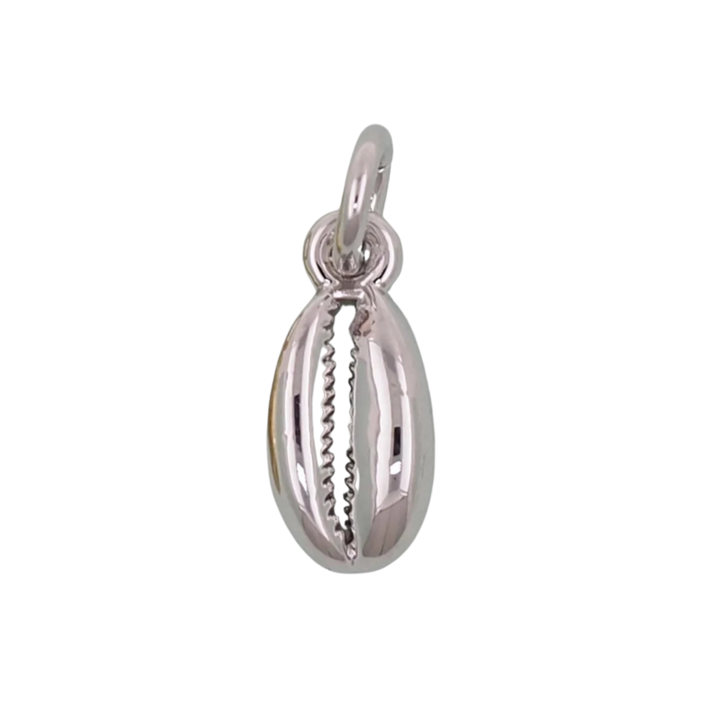 Conch Shell